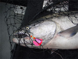 Chinook