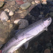 Steelhead
