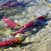 Sockeye (Red) Salmon