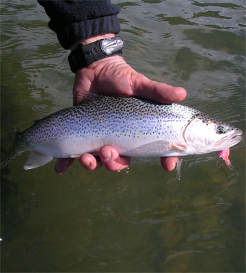 salmon-trout-char fishing photos