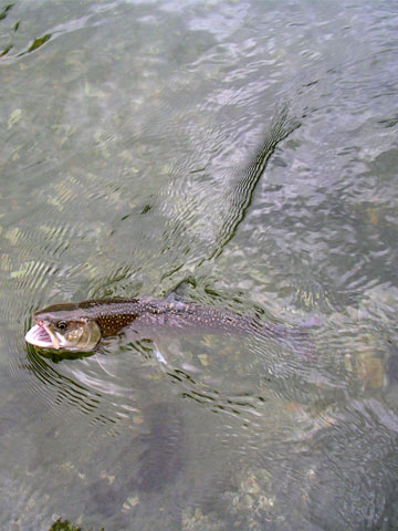salmon-trout-char fishing photos