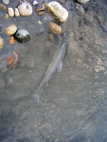 salmon-trout-char fishing photos