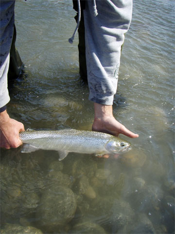 salmon-trout-char fishing photos
