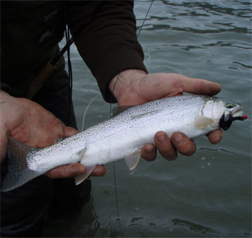 salmon-trout-char fishing photos