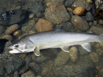 salmon-trout-char fishing photos