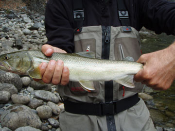 salmon-trout-char fishing photos