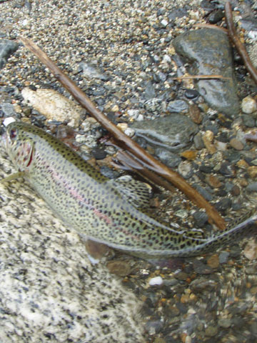 salmon-trout-char fishing photos