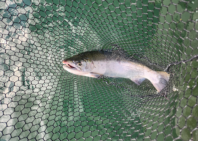 salmon-trout-char fishing photos