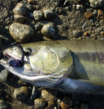 salmon fishing photos