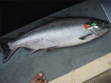 salmon fishing photos
