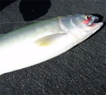 salmon fishing photos