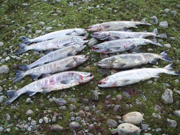 salmon fishing photos