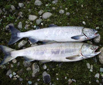 salmon fishing photos