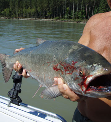 salmon fishing photos
