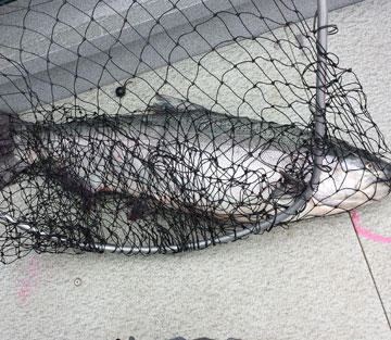 salmon fishing photos