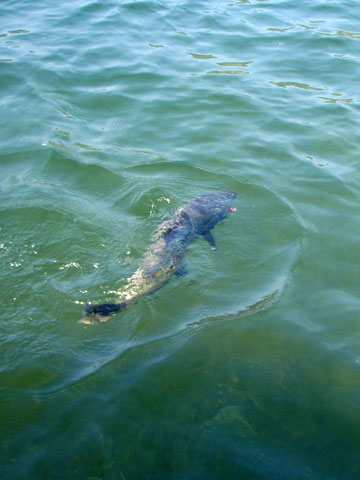 salmon fishing photos