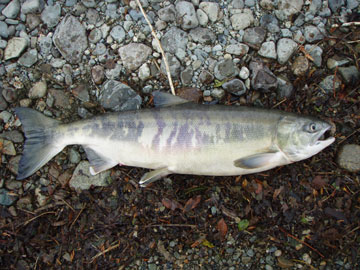 salmon fishing photos