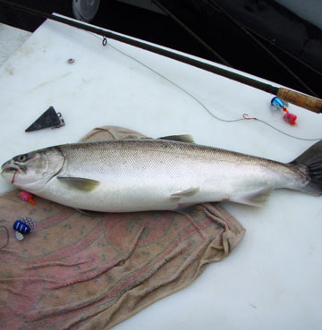 Fraser River salmon fishing guide photos