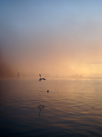 salmon fishing photos