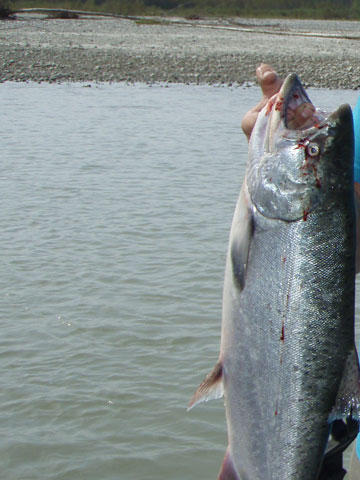 salmon fishing photos
