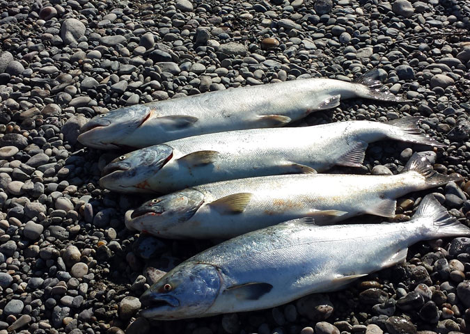 salmon fishing photos