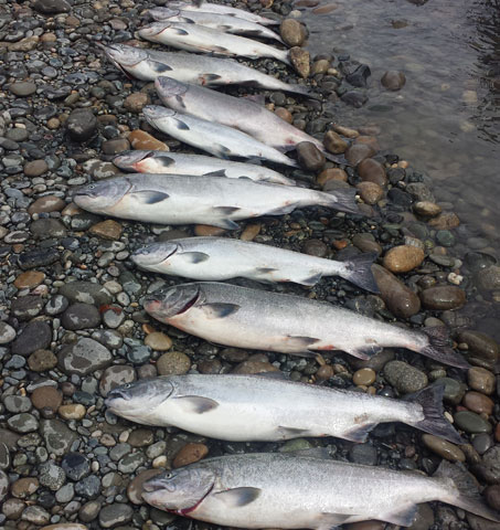 salmon fishing photos