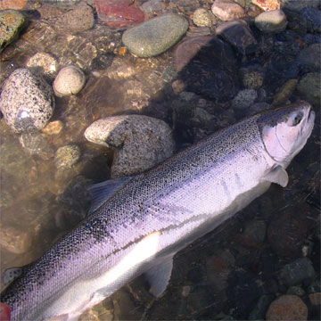steelhead fishing photos